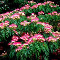 Heirloom Non-GMO Albizia Mimosa Flower Seeds for Planting – Fragrant Silk Tree Garden Blooms