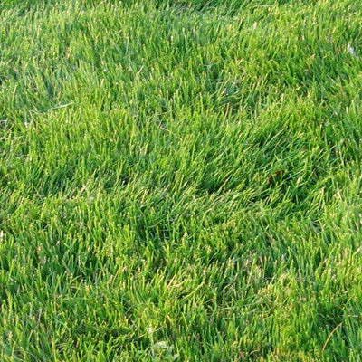 Zoysia Zenith Grass Seed ? Premium Drought-Resistant Lawn Seed for a Lush, Low-Maintenance Yard