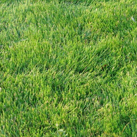 Zoysia Zenith Grass Seed ? Premium Drought-Resistant Lawn Seed for a Lush, Low-Maintenance Yard
