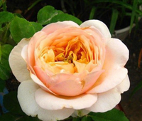 Juliet Flower Seeds for Planting - NON GMO Seeds