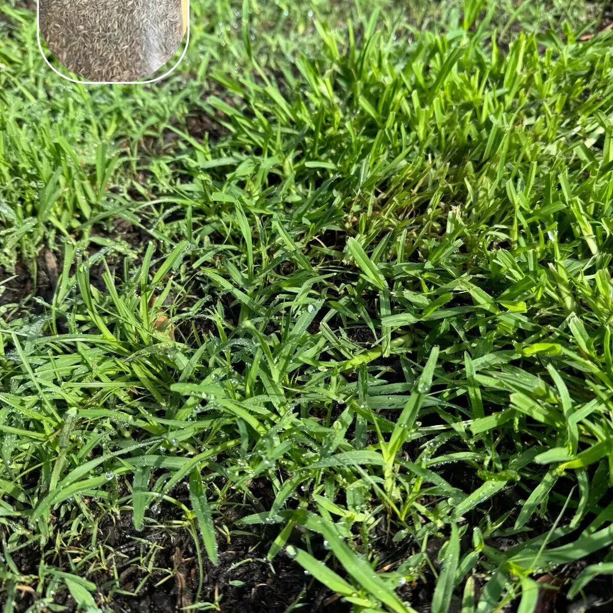 Zoysia Zenith Grass Seed ? Premium Drought-Resistant Lawn Seed for a Lush, Low-Maintenance Yard