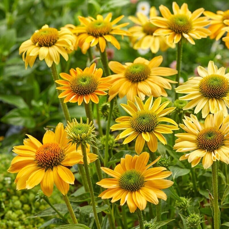 Heirloom Non-GMO Yellow Coneflower Seeds – Vibrant Pollinator Blooms for Garden Planting