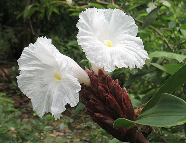 Heirloom Non-GMO Costus Flower Seeds for Planting – Tropical Ornamental Blooms