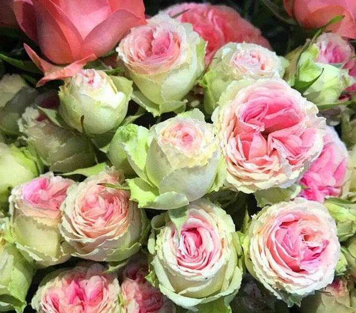 Green Pink Rose Heirloom Seeds for Planting - Non-GMO Garden Seeds for Your Home Garden