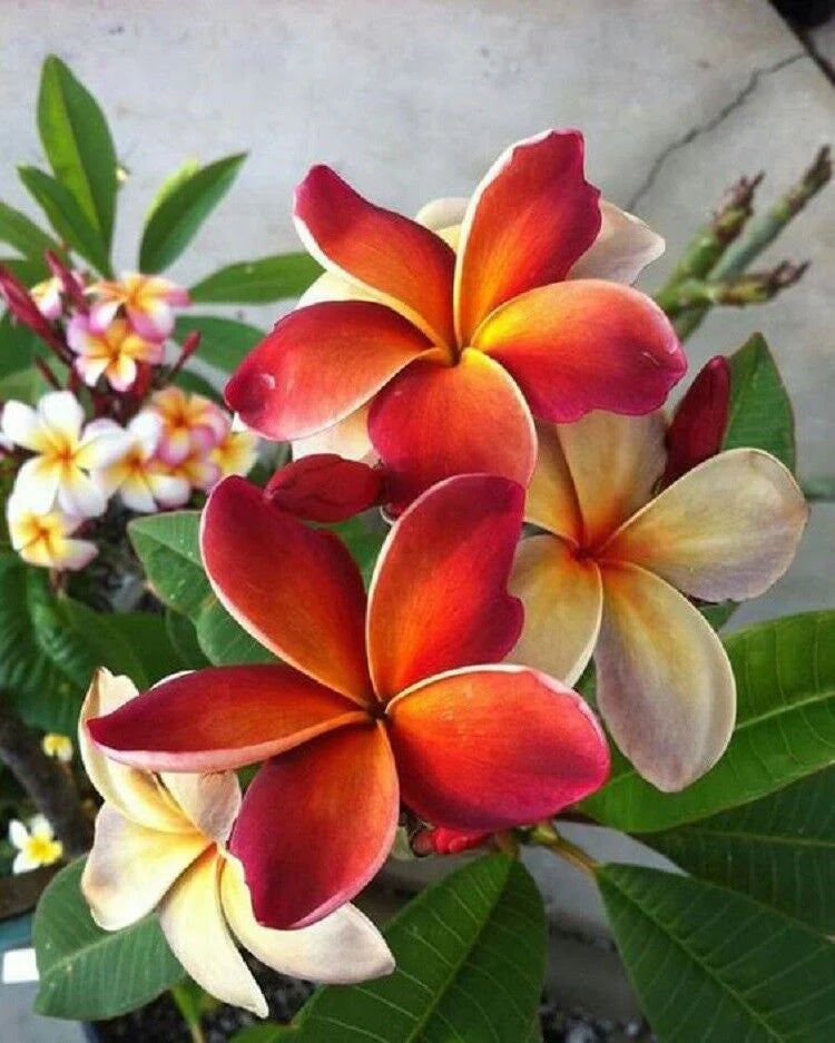 Orange Frangipani Flower Seeds – Heirloom Non-GMO Seeds for Exotic Garden Planting