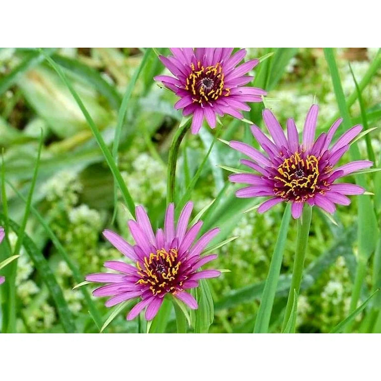 Salsify Edible Flower Seeds for Planting – Heirloom, Non-GMO Flower Seeds - Edible for planting in home garden