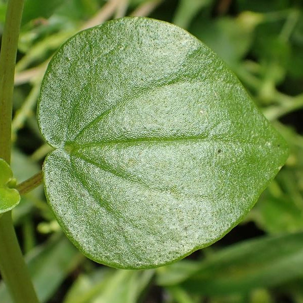 Peperomia Pellucida Seeds - Heirloom, Non-GMO, Perfect for Planting & Easy to Grow Garden Herb