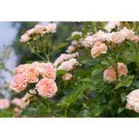 Pink Climbing Roses Plant Seeds - Non-GMO Heirloom Garden Seeds for Planting Beautiful Blooms