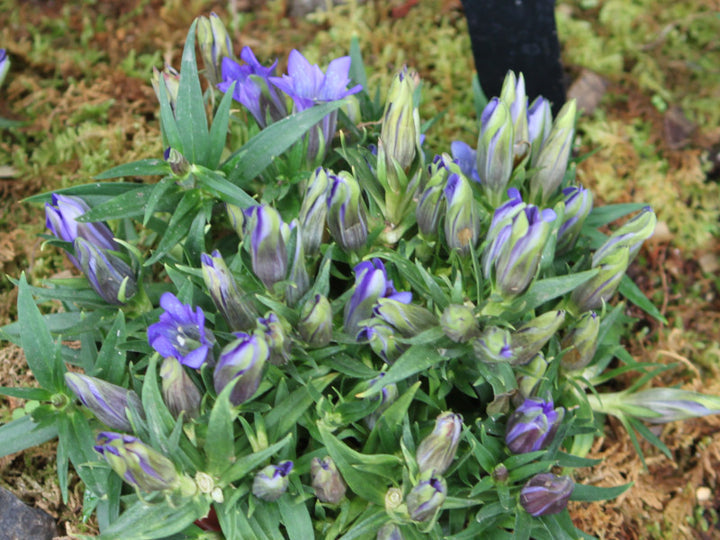 Gentiana Scabra Flower Seeds â€“ Rare Blue Blooms, Heirloom, Non-GMO Seeds for Garden & Rock Borders