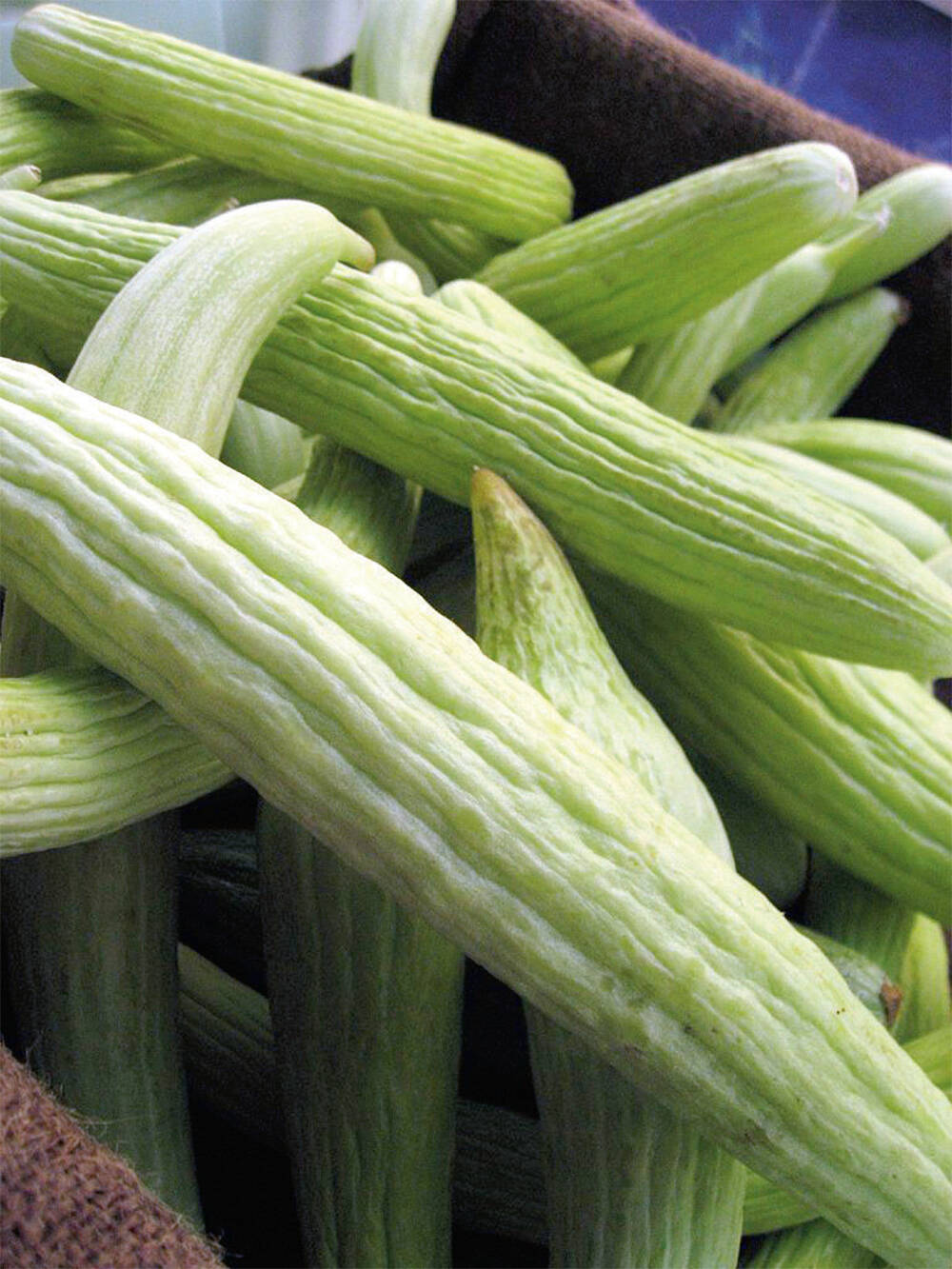 Heirloom Armenian cucumber seeds suitable for raised beds and containers.
