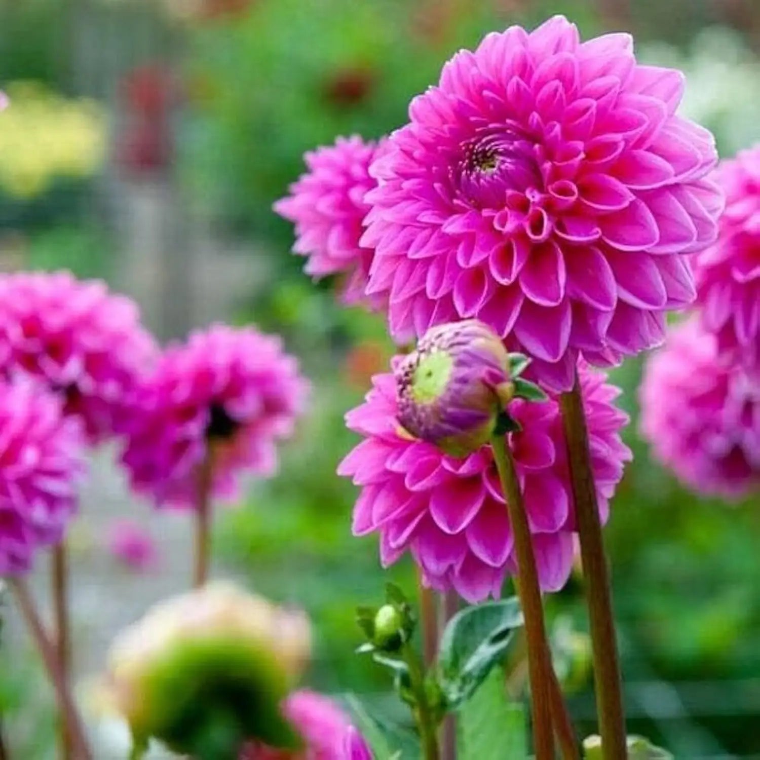 Heirloom Dahlia Flower Seeds for Planting 100 pcs