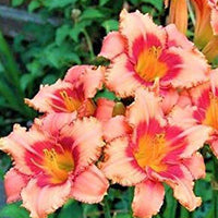 Daylily perennial flowers with green foliage in a garden
