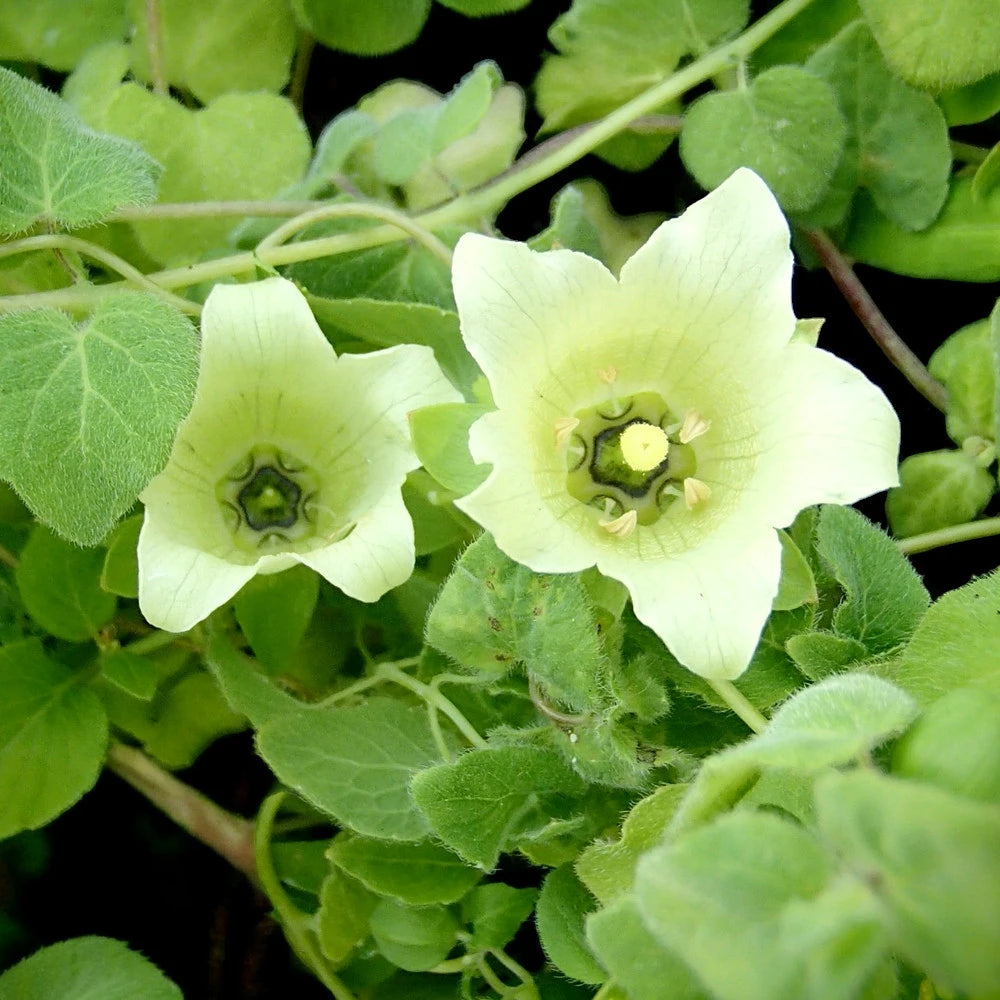 Heirloom Non-GMO Codonopsis Flower Seeds for Garden Planting for planting in home garden