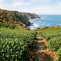 Organic Camellia Sinensis Seeds for Planting – Tea Plant Heirloom Variety