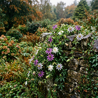Organic Mixed Color Passion Flower Seeds – Garden Planting Heirloom Seeds