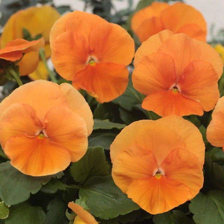 Heirloom Non-GMO Wittrockiana Flower Seeds for Colorful Garden Beds and Seasonal Planting