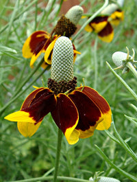 Heirloom Prairie Flower Seeds, Non-GMO Wildflower Mix for Naturalized Garden Planting