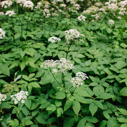 Aegopodium Podagraria Herb Seeds Heirloom, Non-GMO Ground Cover Seeds for Planting