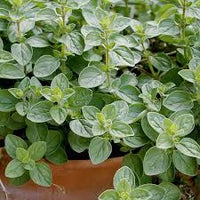 Oregano Herb Seeds for Planting ? Heirloom & Non-GMO Seeds for Italian