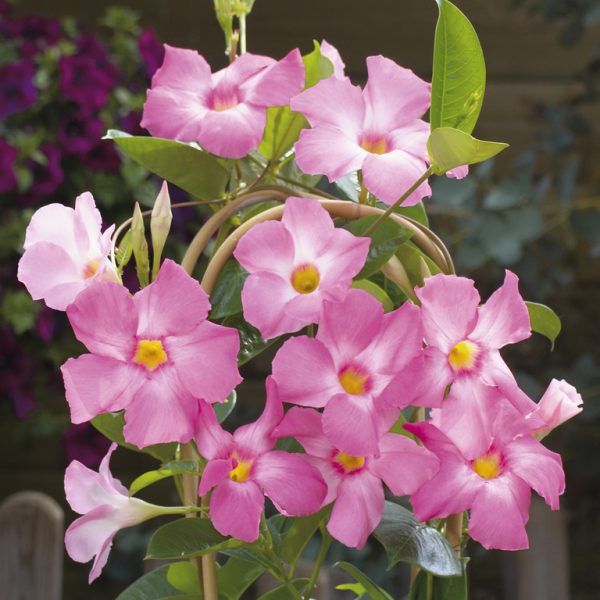 Heirloom Non-GMO Trepadoras Flower Seeds for Climbing Vine and Vertical Garden Planting