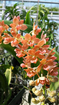 Peach Phalaenopsis Orchid Flower Seeds – Non-GMO Heirloom Seeds for Planting