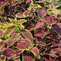 Coleus Multi-Colored Plant Seeds – Heirloom, Non-GMO Seeds for Planting Vibrant Foliage