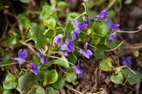 Heirloom Non-GMO Purple Viola Flower Seeds for Spring Planting – Vibrant Blooming Flower Seeds