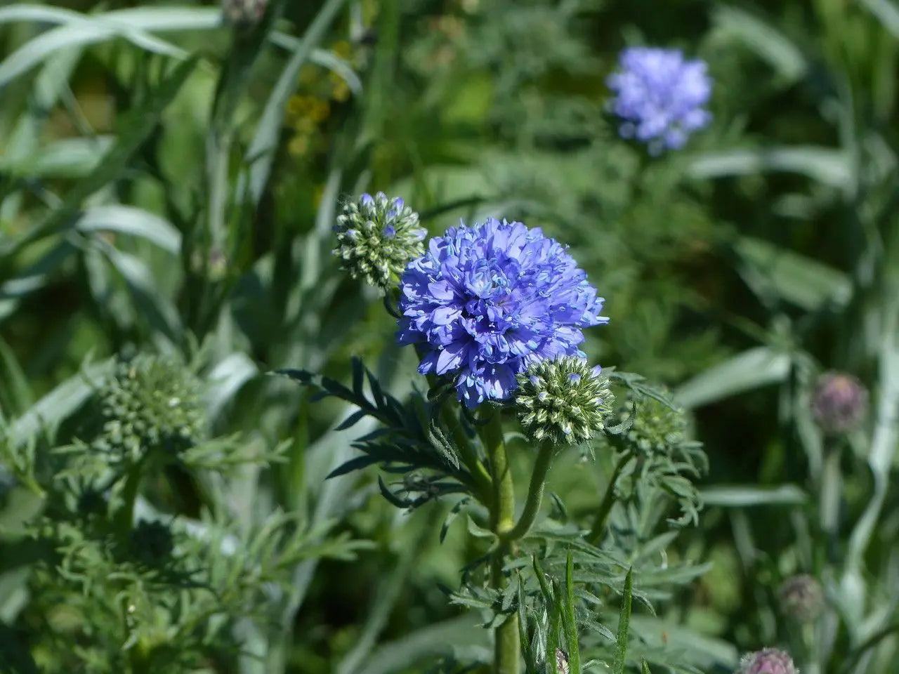 Heirloom Non-GMO Globe Gilia Flower Seeds for Planting – Drought-Tolerant Pollinator-Friendly Garden Blooms - Non-GMO for planting in home garden