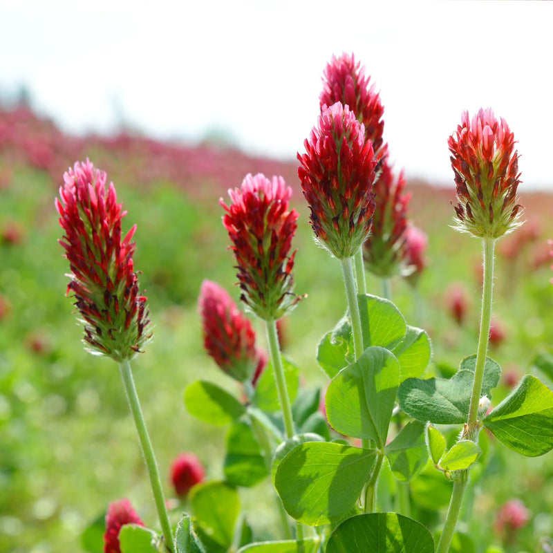 Heirloom Non-GMO Manure Flower Seeds for Planting and for Enrichment and Pollinator Gardens