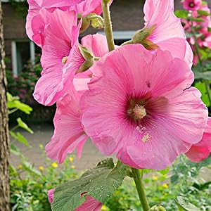 Baby Pink Hollyhock Flower Planting Seeds for Garden NON GMO Seeds