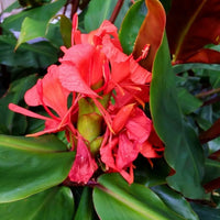 Red Ginger Lily Seeds (Hedychium rubrum) Flower Seeds for planting – Heirloom Non-GMO Garden Seeds