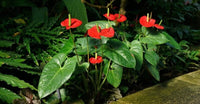 Heirloom Non-GMO Anthurium Flower Seeds | Fresh Tropical Blooms for Indoor & Outdoor Gardens