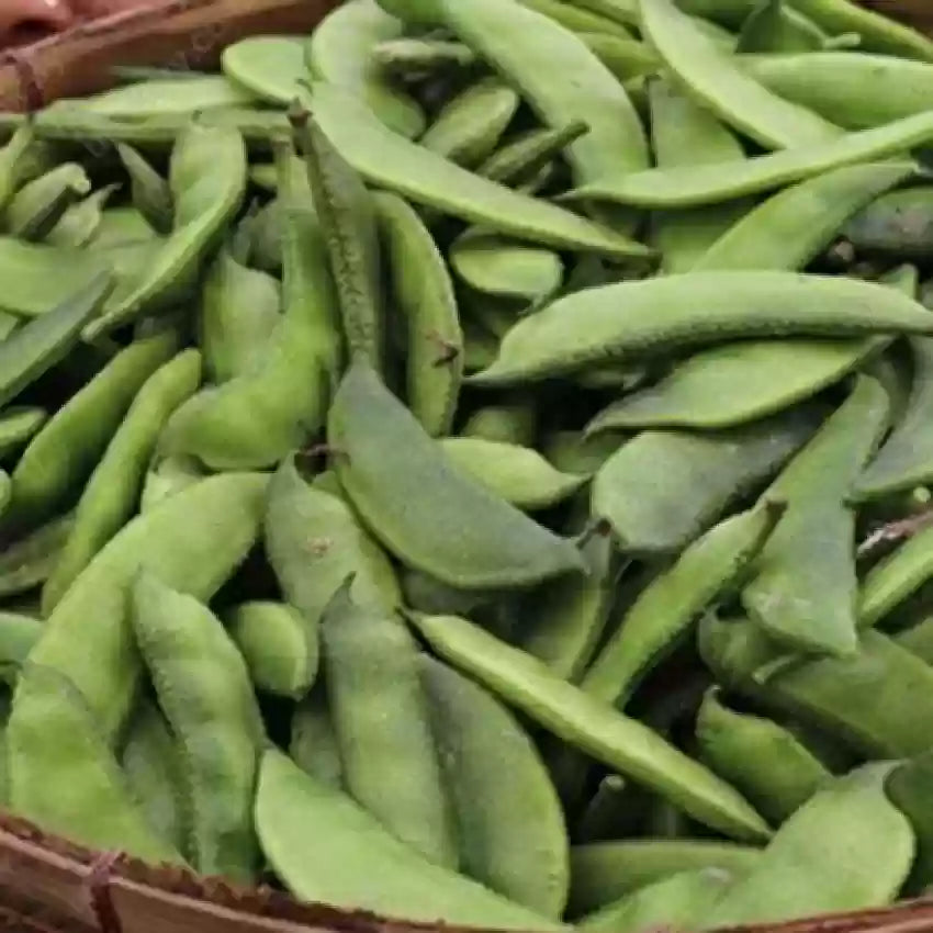 Runner Bean Phaseolus coccineus seeds for vertical garden planting