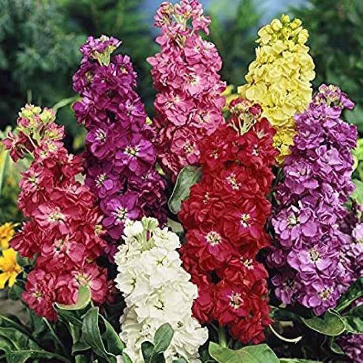 Matthiola Incana Flower Seeds Multi-Color – Heirloom, Non-GMO Seeds for Planting
