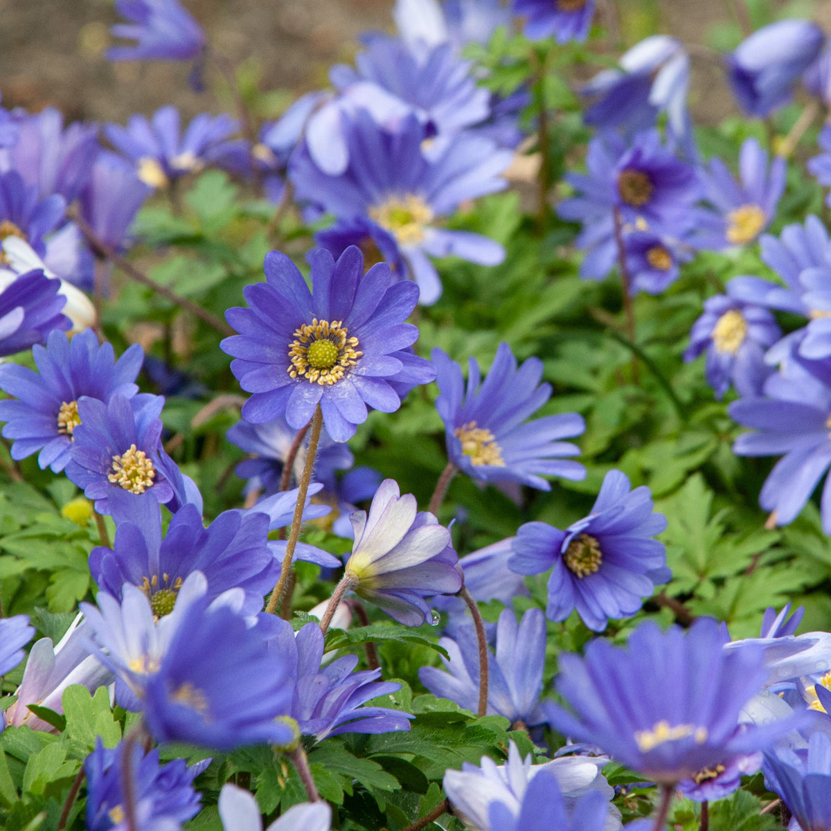 Grecian Windflower with delicate blue blooms and fern-like foliage
