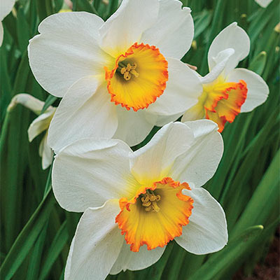 Yellow & White Daffodils Flower Seeds for Planting – Heirloom, Non-GMO Seeds