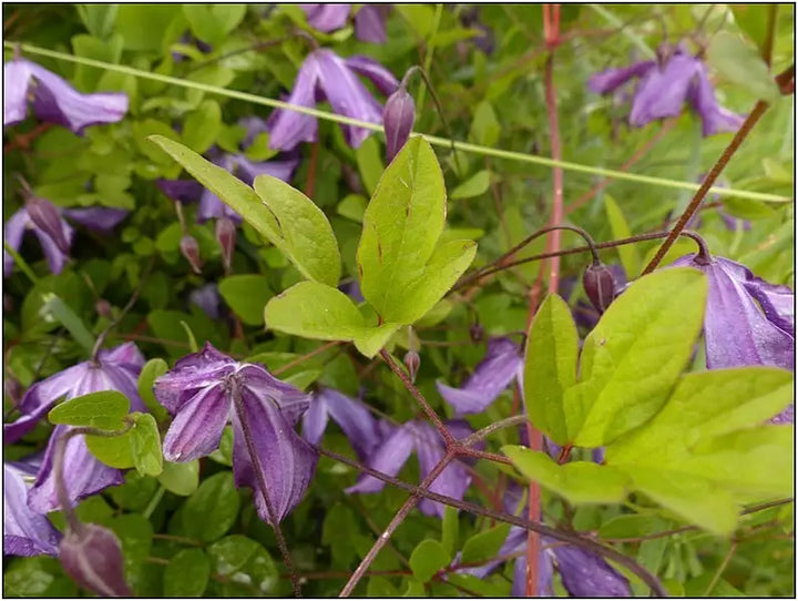 Violet Viticella Flower Seeds for Planting - NON GMO Seeds