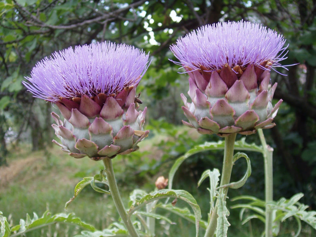 Blue Cardoon Seeds for Planting – Organic, Heirloom, Non-GMO Flower Seeds