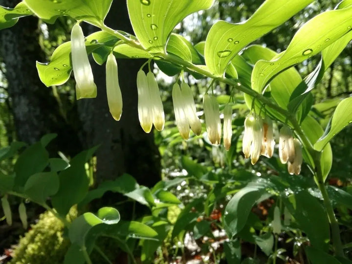 White Polygonatum Plant Seeds for Planting â€“ NON GMO Seeds
