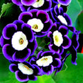 Blue Phantom Petunia Flower Seeds for Planting - Heirloom, NON-GMO, Easy-to-Grow Garden Blooms