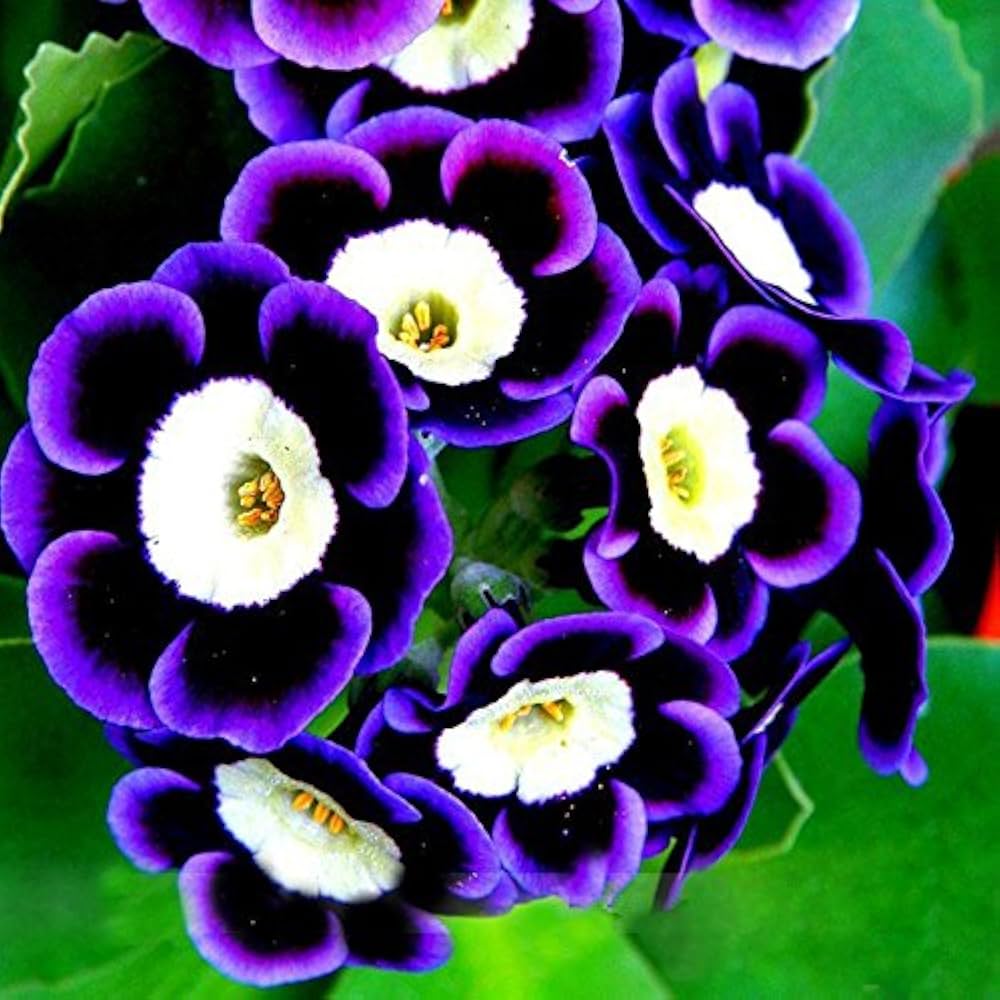 Blue Phantom Petunia Flower Seeds for Planting - Heirloom, NON-GMO, Easy-to-Grow Garden Blooms