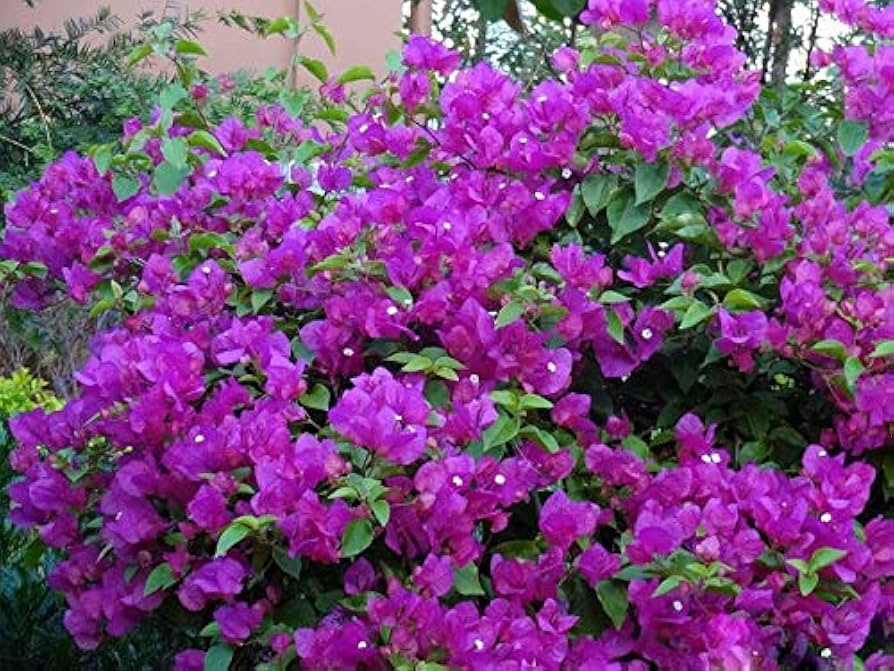 Bougainvillea Flower Seeds for Planting, 100 pcs - Flower for planting in home garden