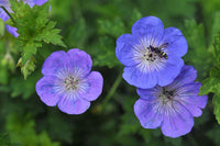 Rozanne Flower Seeds for Garden Planting - NON GMO Seeds