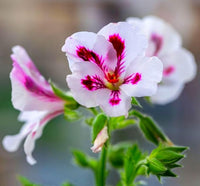 Heirloom Non-GMO Geranium Pelargonium Flower Seeds for Planting – Vibrant Garden Blooms - Non-GMO for planting in home garden