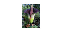 Heirloom Purple Corpse Titan Arum flower seeds â€“ nonâ€‘GMO rare botanical seeds