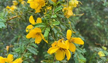 Cassia Occidentalis Flower Seeds Heirloom Non GMO Planting - 100 pcs for planting in home garden