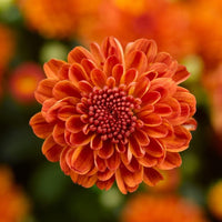 Deep Orange Chrysanthemum Flower Seeds for Planting - NON GMO Seeds for planting in your garden.