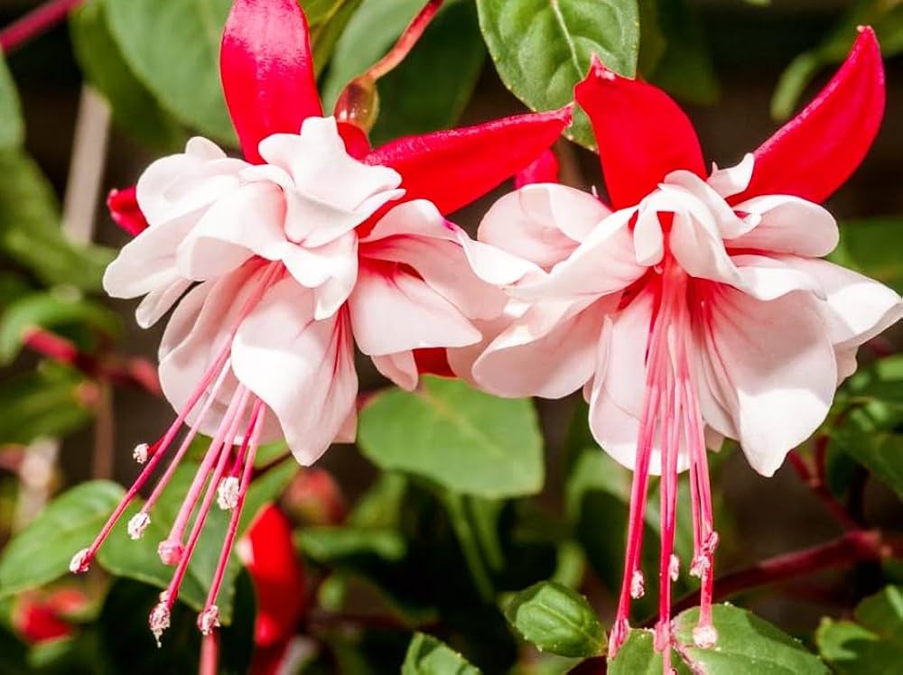 Heirloom Fuchsia flower seeds – non‑GMO trailing plant seeds