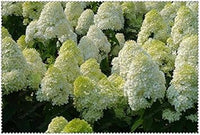 Vanilla (Vanilla scientific name) for planting in garden
