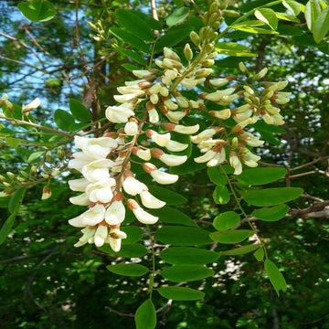Robinia Flower Seeds for Planting - 100 pcs for planting in your garden.